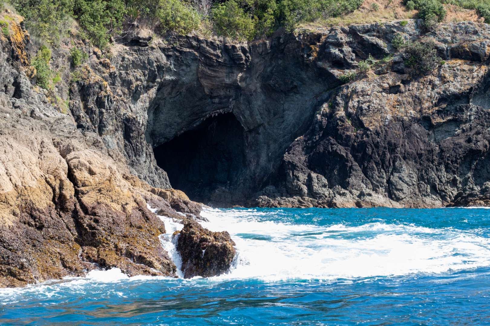 Goat Island Marine Reserve Glass Bottom Boat Tour